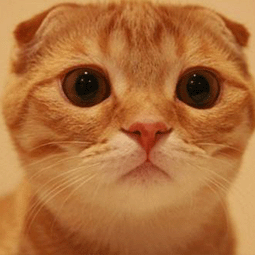 谷歌访问助手手机版下载